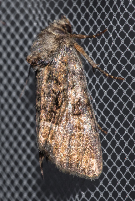 Oligia latruncula - fekete dudvabagoly