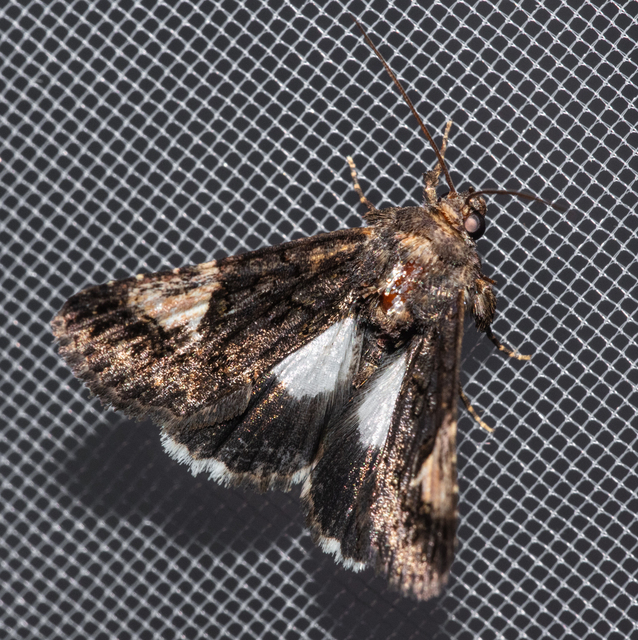 Aedia funesta - folyófűbagoly