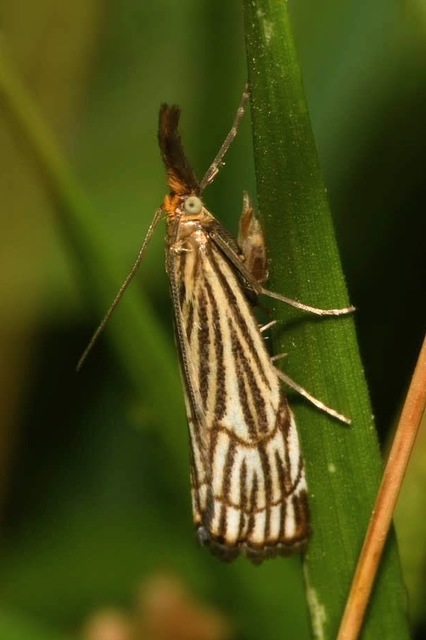 Chrysocramboides craterella - rácsos fűgyökérmoly