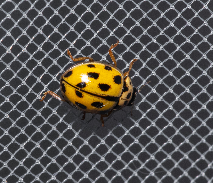 Propylea quatuordecimpunctata - tizennégypettyes füsskata