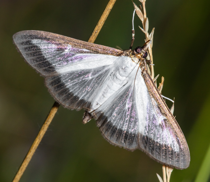 Cydalima perspectalis - puszpáng-tűzmoly