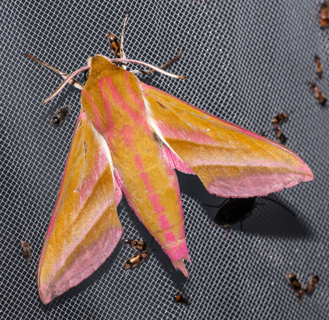 Deilephila elpenor - szőlőszender