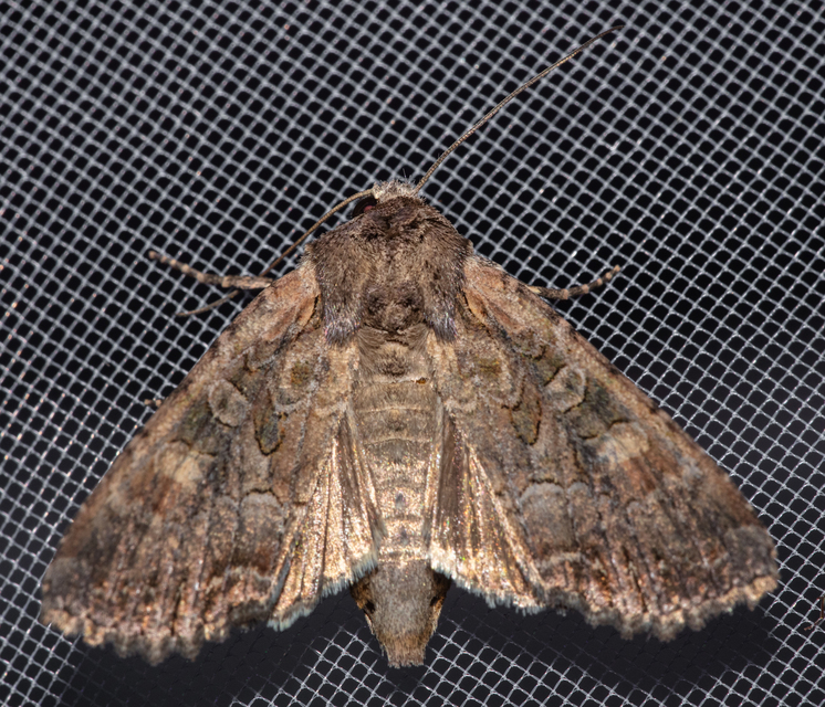 Lacanobia amurensis - homoki kertibagoly