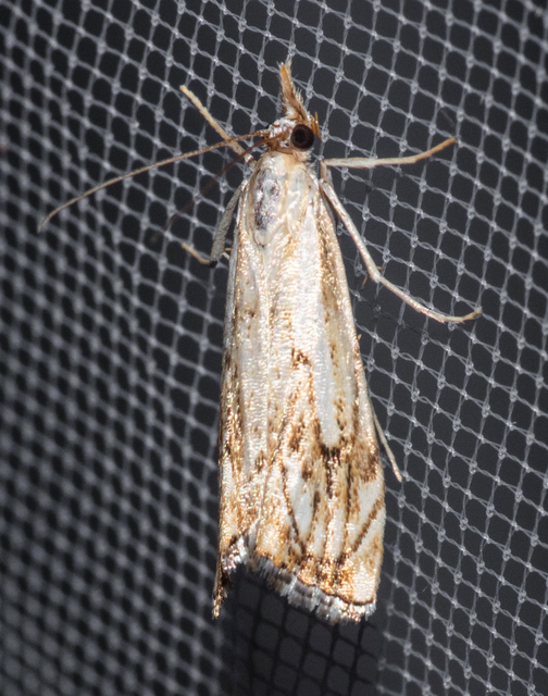 Catoptria falsella - hálós fűgyökérmoly