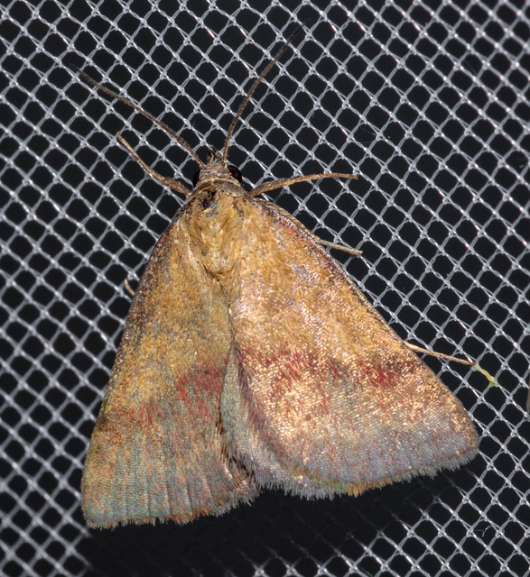 Phytometra viridaria - pirossávos bagoly