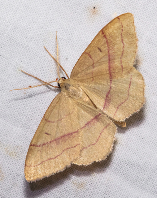 Rhodostrophia vibicaria - pirosszélű araszoló