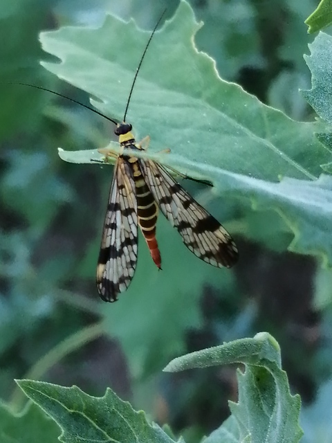 Panorpa communis/vulgaris