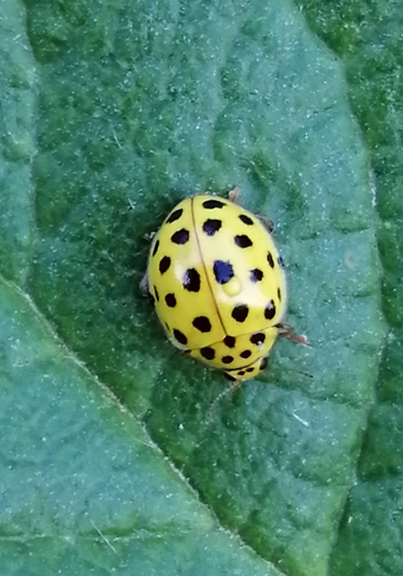 Psyllobora vigintiduopunctata - huszonkétpettyes katica