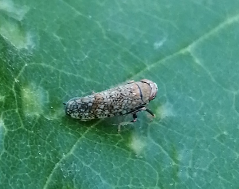 Orientus ishidae