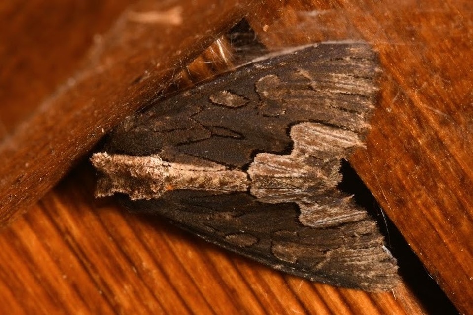 Dypterygia scabriuscula - szurokbarna nyáribagoly