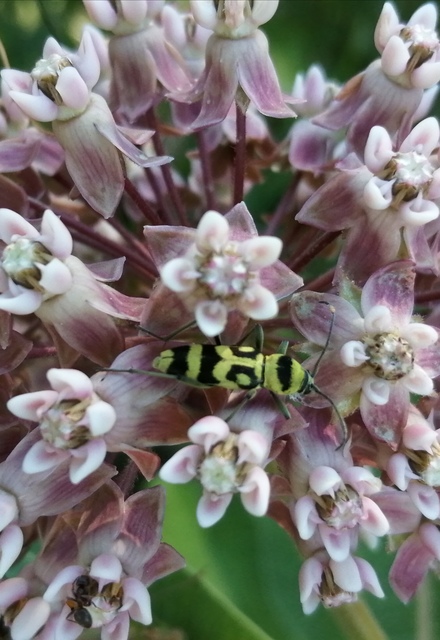 Chlorophorus varius - díszes darázscincér