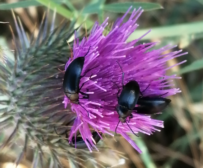 Podonta nigrita - szerecsenbogár