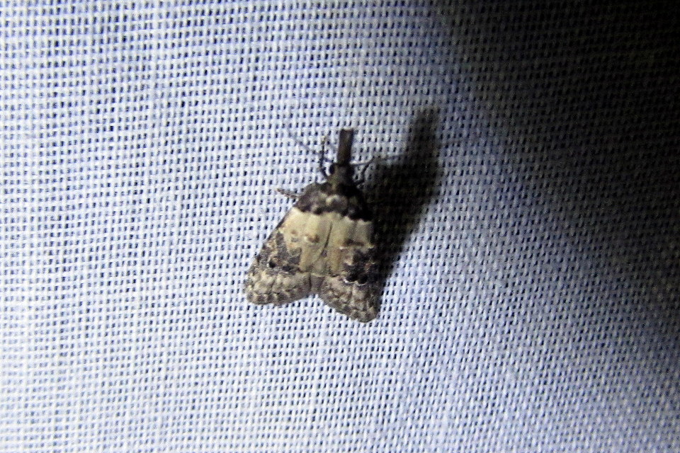 Carposina scirrhosella - közönséges csipkebogyómoly