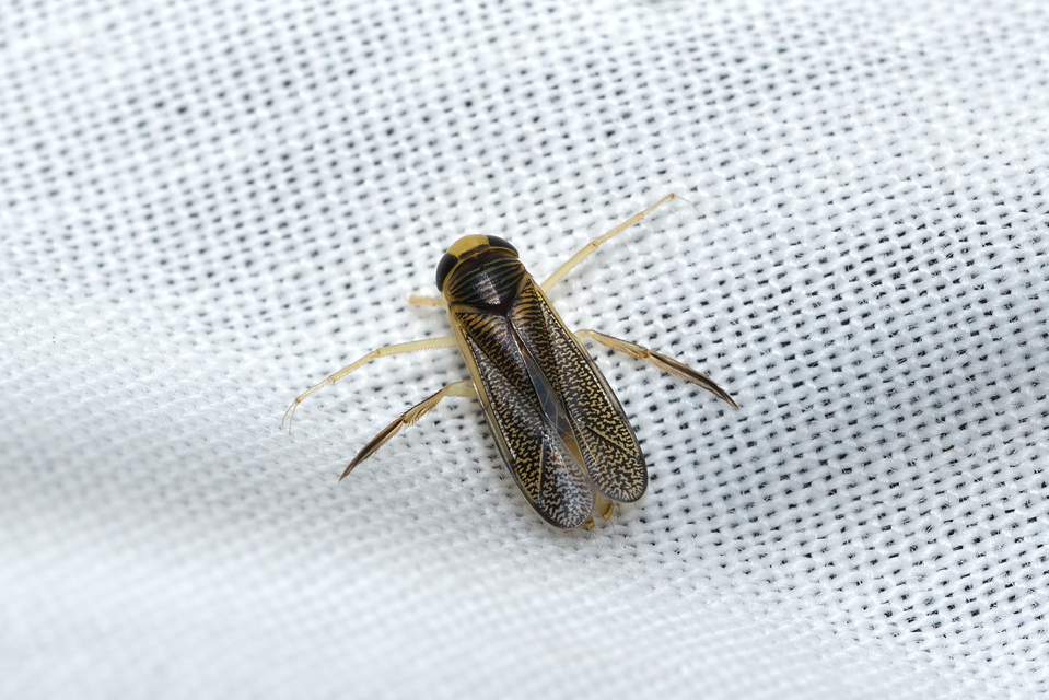Corixidae - búvárpoloskák Corixidae - búvárpoloskák
