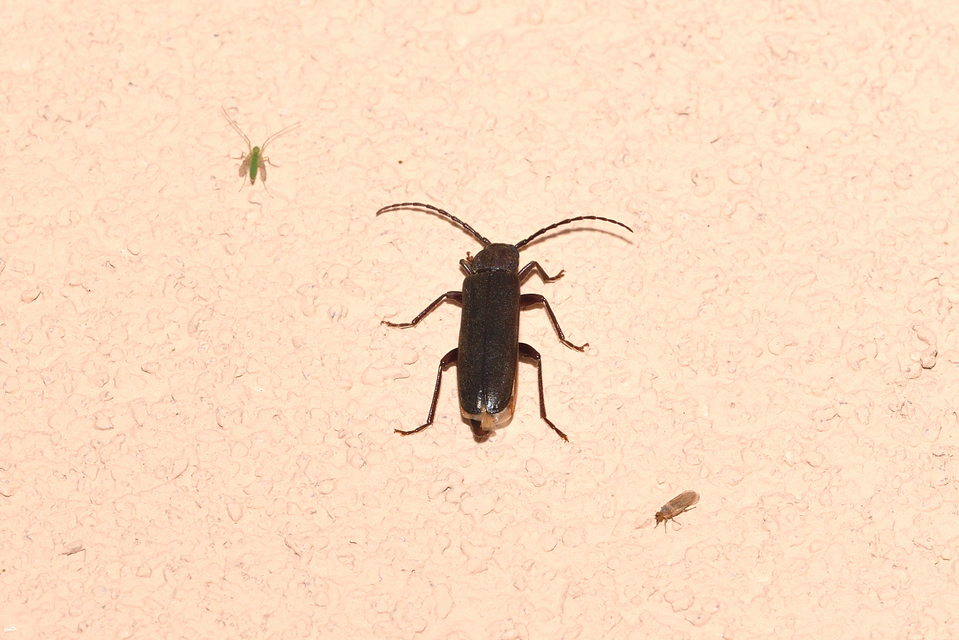 Arhopalus rusticus - gödrösnyakú cincér