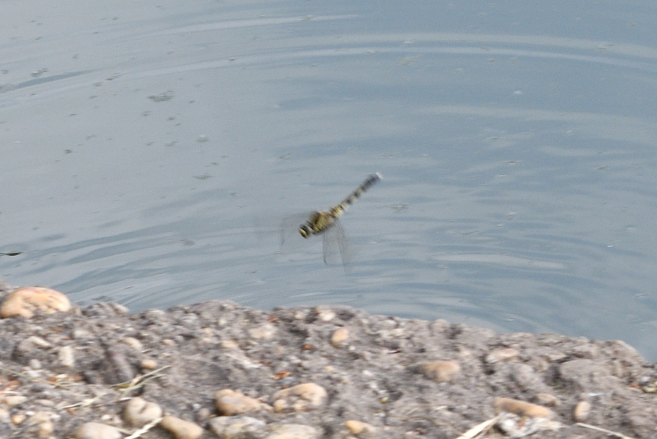 Orthetrum albistylum - fehérfarkú pásztorszitakötő