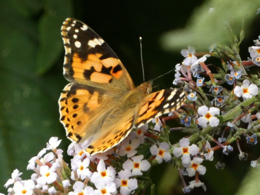 Vanessa cardui - bogáncslepke