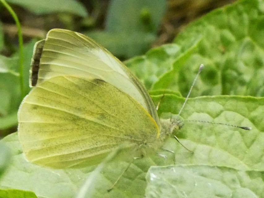 Pieris brassicae - káposztalepke