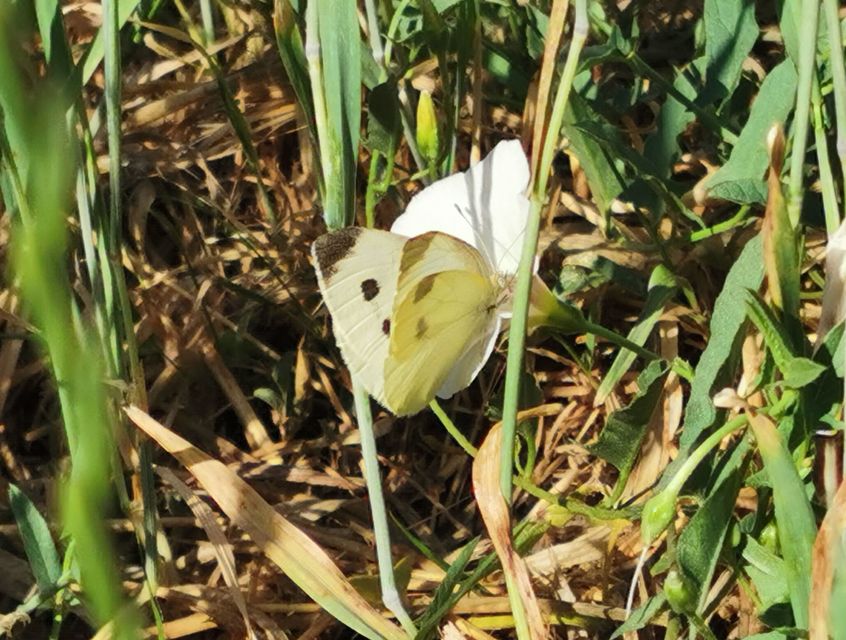 Pieris rapae - répalepke