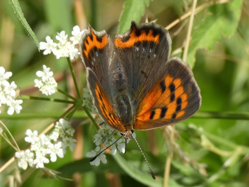 Lycaena phlaeas - közönséges tűzlepke