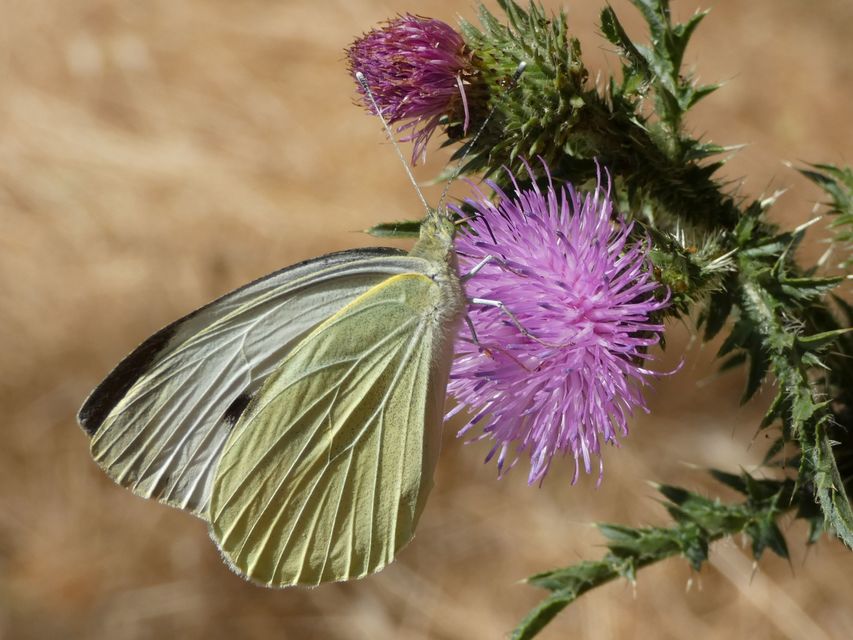 Pieris brassicae - káposztalepke