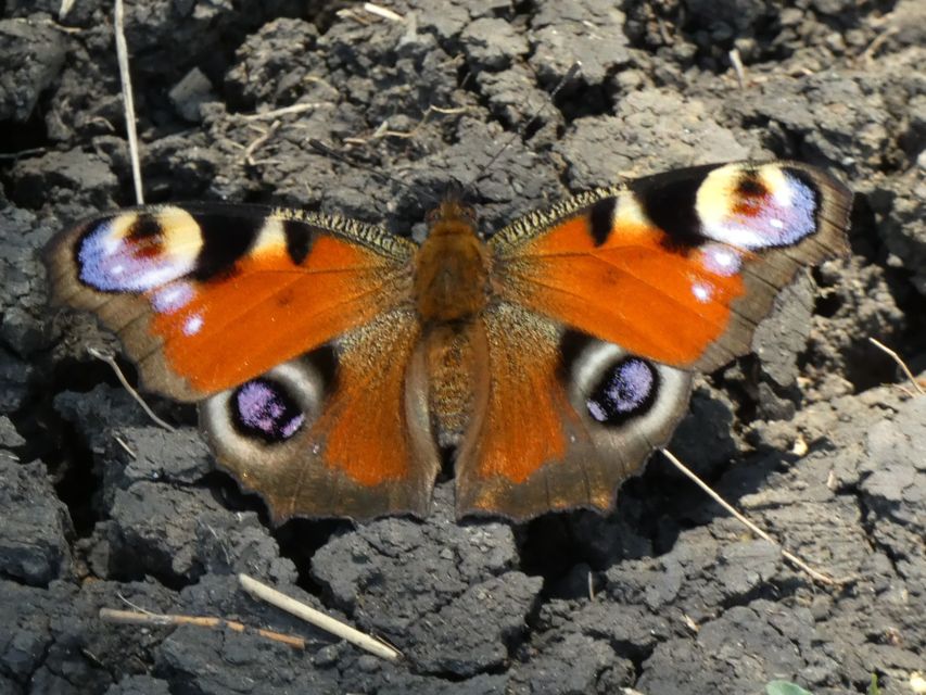 Nymphalis io - nappali pávaszem