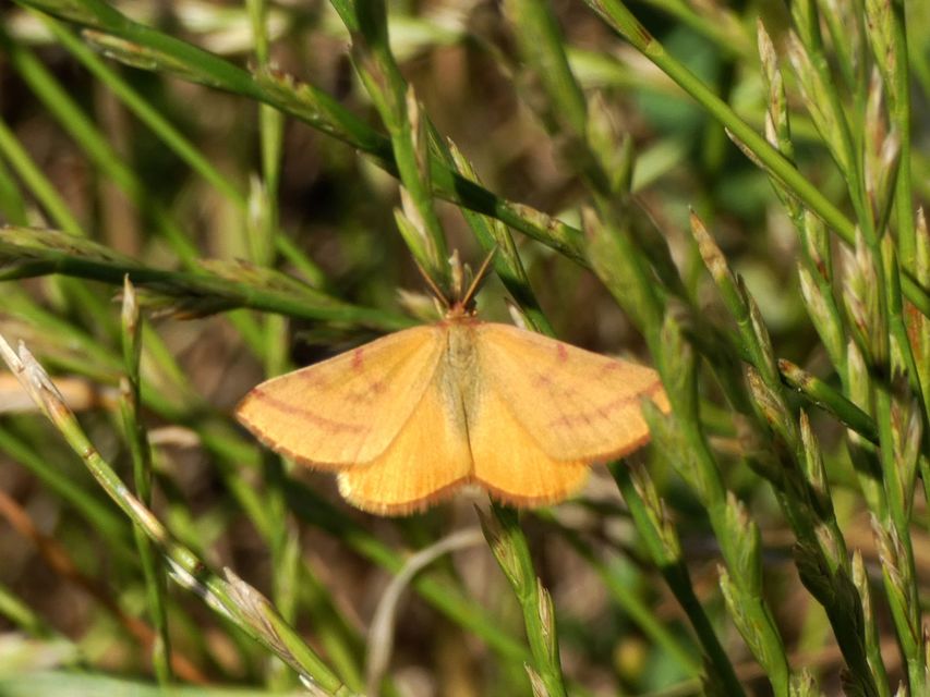 Lythria purpuraria - bíborsávos araszoló