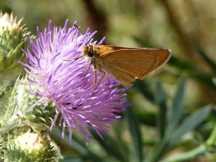 Thymelicus lineola - vonalas busalepke