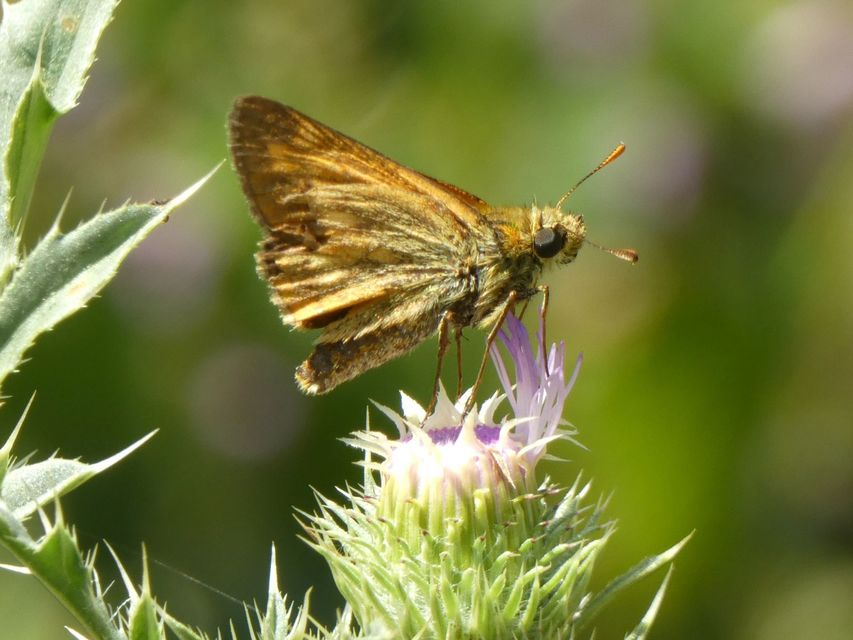 Ochlodes sylvanus - erdei busalepke