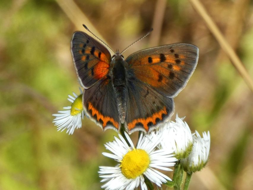 Lycaena phlaeas - közönséges tűzlepke