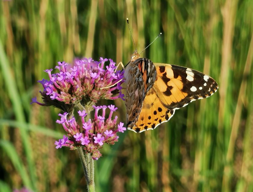 Vanessa cardui - bogáncslepke