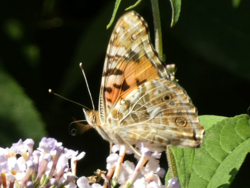Vanessa cardui - bogáncslepke