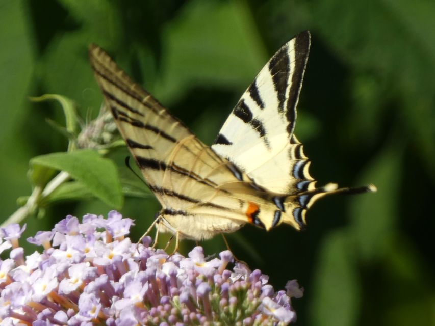 Iphiclides podalirius - kardoslepke