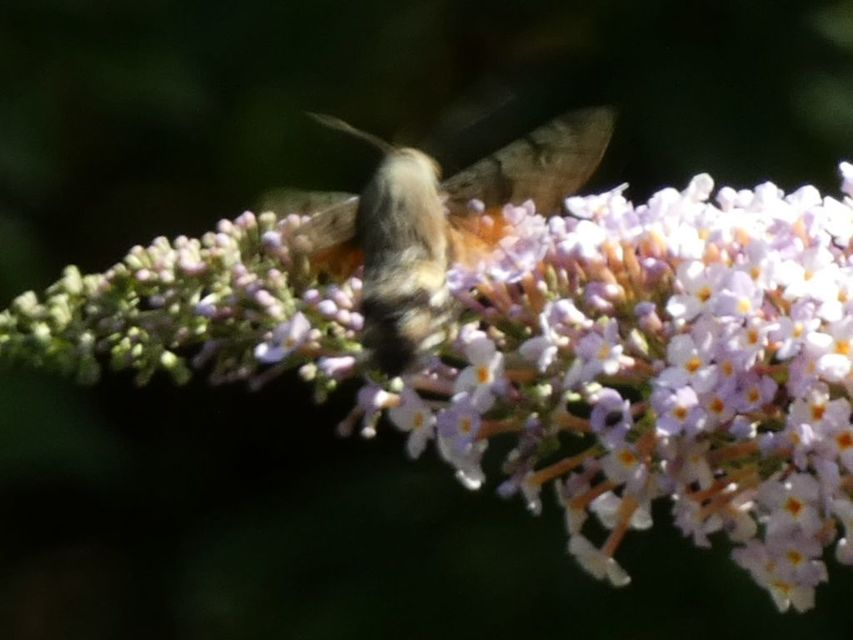 Macroglossum stellatarum - kacsafarkú szender