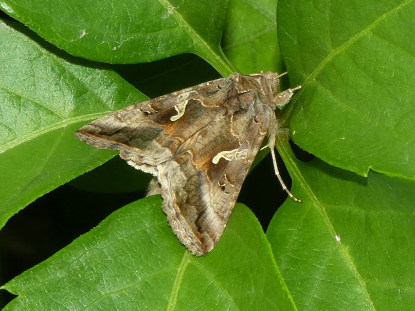 Autographa gamma - gammalepke
