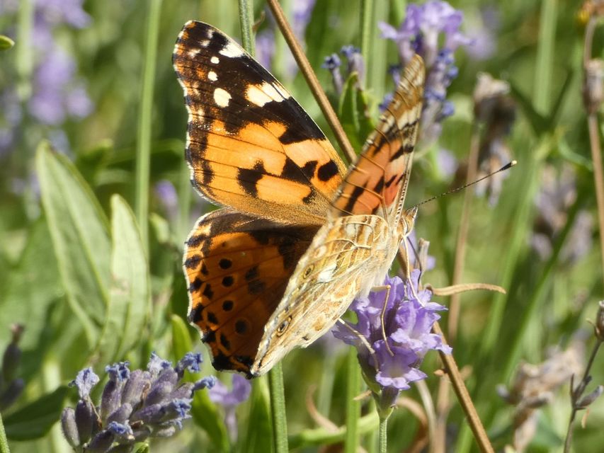 Vanessa cardui - bogáncslepke