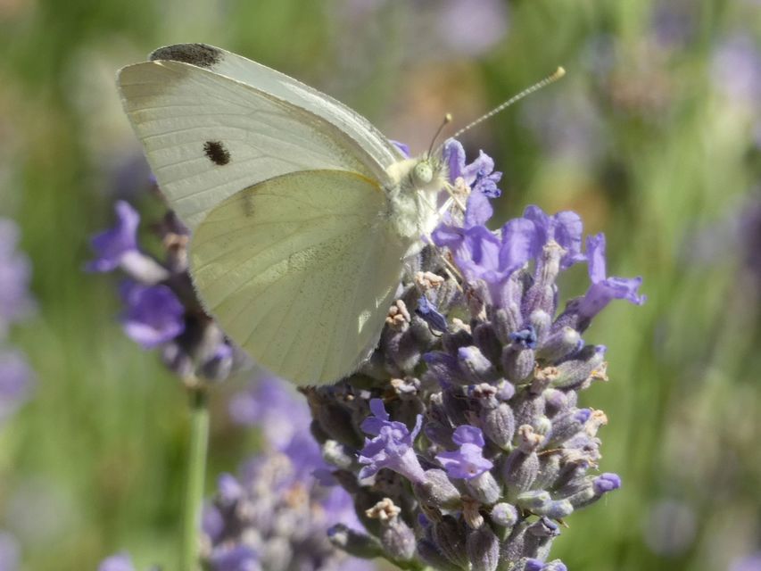 Pieris rapae - répalepke