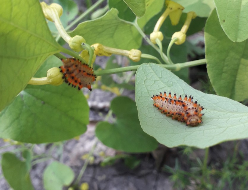 Zerynthia polyxena - farkasalmalepke