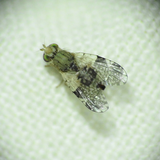 Tephritis formosa