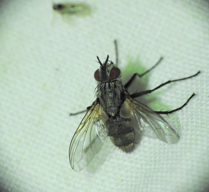 Tachinidae - fürkészlegyek