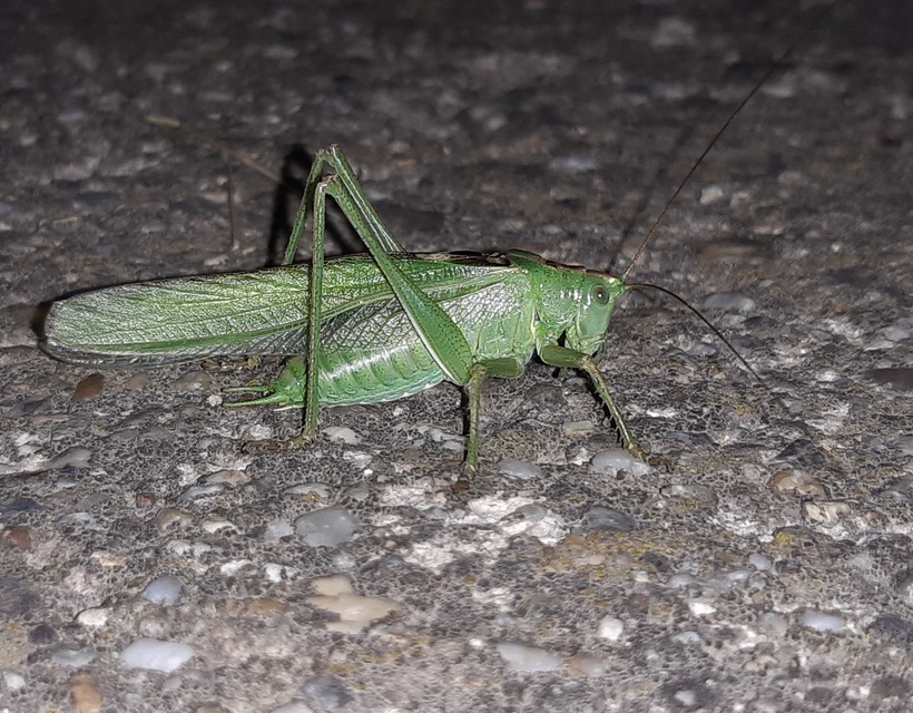 Tettigonia viridissima - zöld lombszöcske