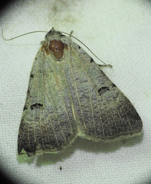 Lygephila craccae - gyakori csüdfűbagoly