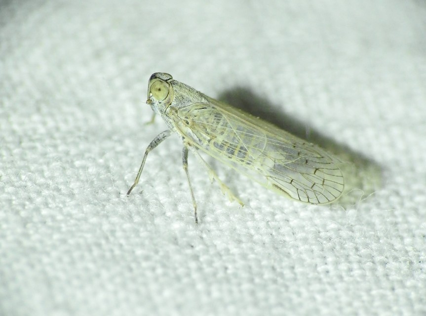 Auchenorrhyncha - Kabócák