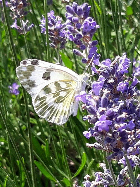 Pontia edusa - rezedalepke