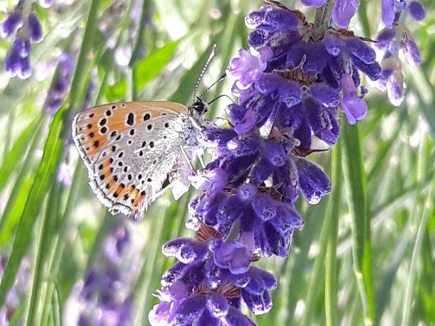 Lycaena thersamon - kis tűzlepke