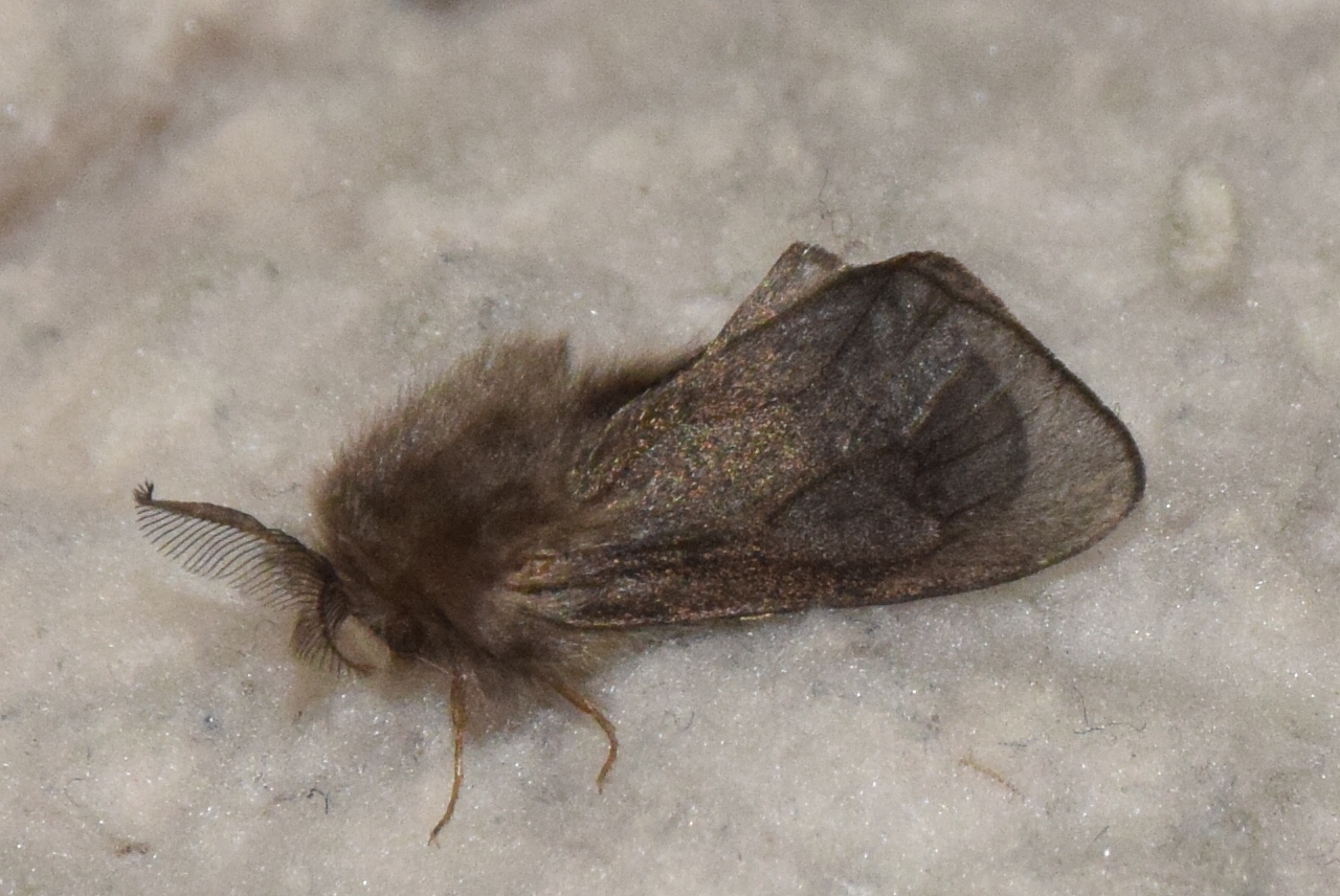 Pachythelia villosella - nagy zsákhordólepke