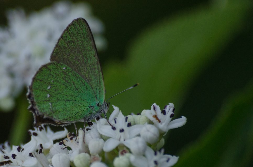 Callophrys rubi - zöldfonákú lepke