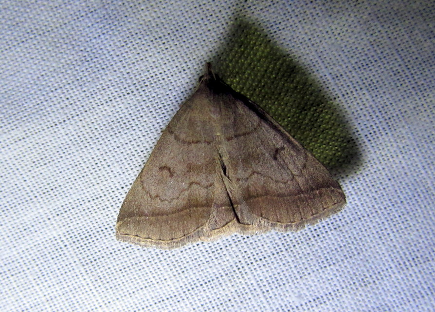 Zanclognatha lunalis - pelyheslábú karcsúbagoly
