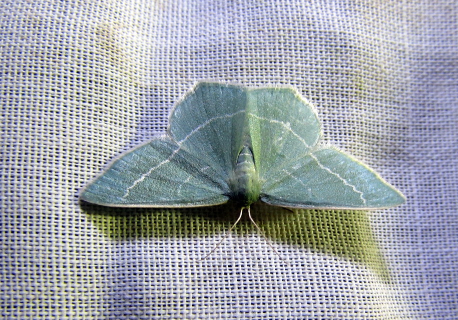 Chlorissa viridata - üdezöld araszoló