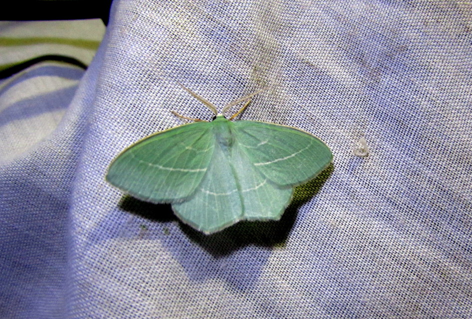 Hemistola chrysoprasaria - kékes zöldaraszoló